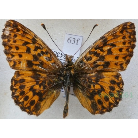 Boloria titania (Esper, 1781) Dostojka titana Italy63f